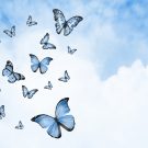 Butterflies floating in front of a cloudy blue sky